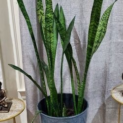 Snake Plant With Planter And Stand 