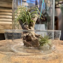 Glass Terrarium With Live Air Plants 