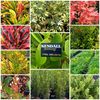 Florida Garden