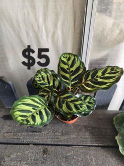 Makoyana plant