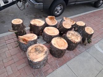 FREE TREE STUMPS BEAUTIFUL