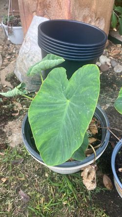 Elephant ear