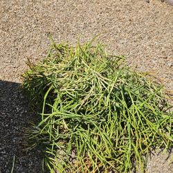 Free Succulents FIRESTICKS