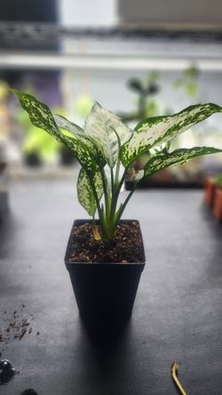 Plant - Aglaonema 