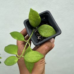 Hoya vanuatuensis 2” Live Plant