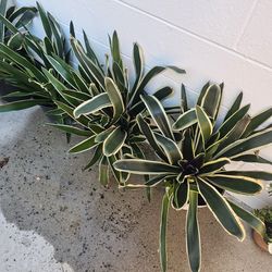 Large Adult Bromeliad Plant – Mature Tropical Indoor / Outdoor Potted Plant – Vibrant Statement Piece