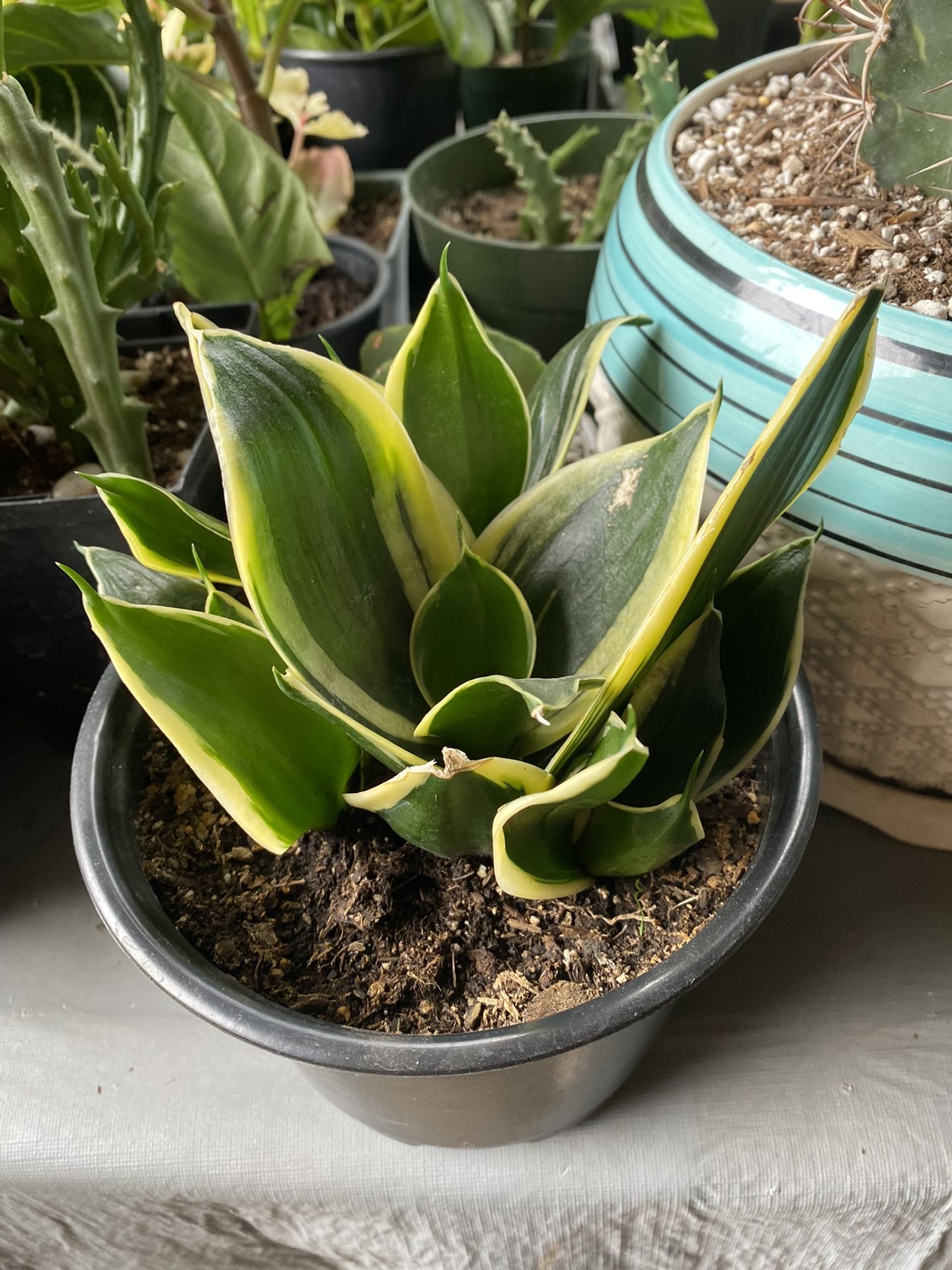 DWarf Snake Plant W/lots Of Babies