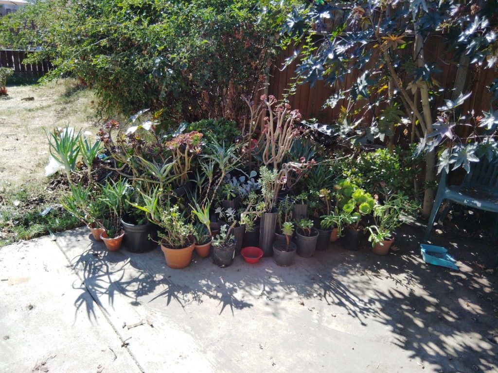 Succulents All Sizes $2-$100