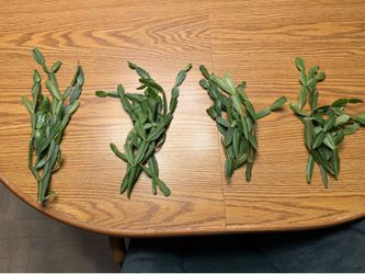 True Christmas cactus  clipings