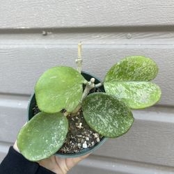 4” Hoya Obovata Splash