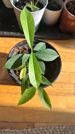 Jambolan plant