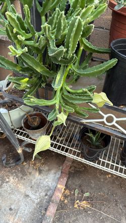 Star Pink Flower Succulent