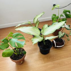 Indoor Plants  20 Each 