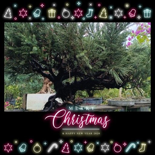 Juniper Bonsai Tree $275π