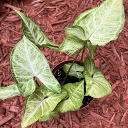 Arrowhead Plant 🪴 