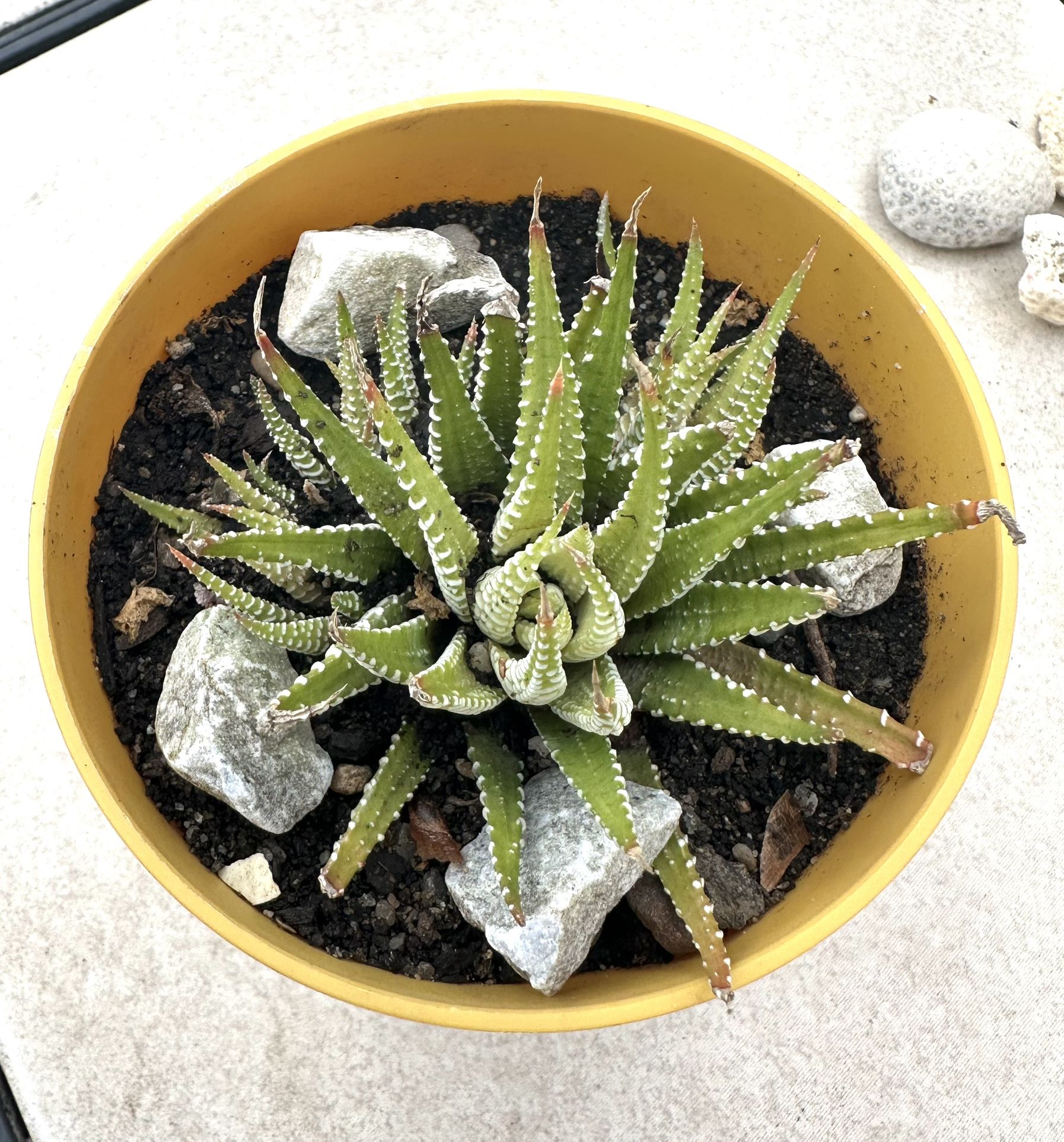 Succulent