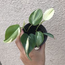 Beautiful Philodendron Rio Sport Plant