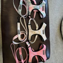 Frenchie Harness and Matching Leashes 