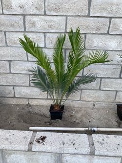 Sago palms all sizes