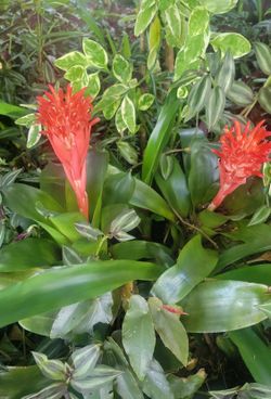 Blooming Bromeliads 