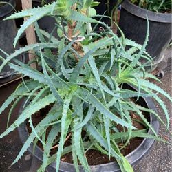 Aloe Vera Plants 🌱 In Pot Decorative Green Easy To Care For Drought Resistant 