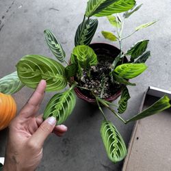 Maranta Leuconeura Lemon Lime