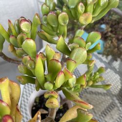 Shrek Ear succulent Plant