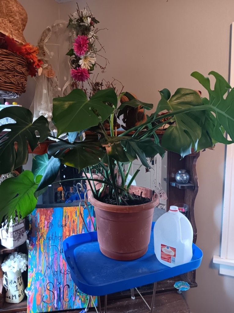 Plants