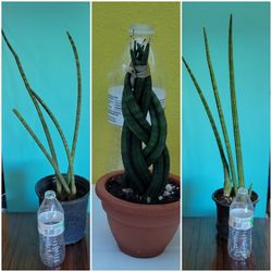 Cylindrical Sansaveria Plants