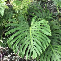 Huge Monstera Deliciosa 