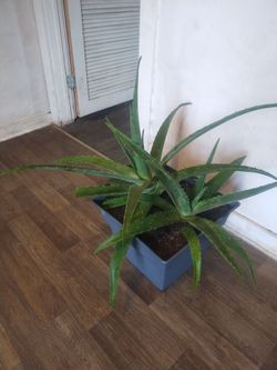 Aloe vera plants