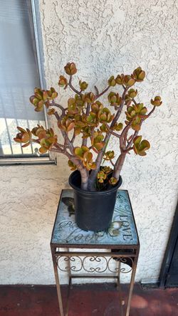 Plantas