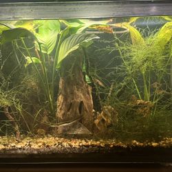 Fish Tank Rimless Aquarium 10gal Frameless Tank