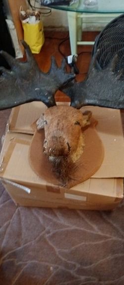 Wall Hanging RHINO or MOOSEHEAD