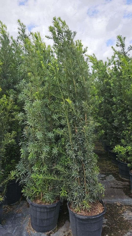 Huge Podocarpus Over 7 To 8 Feet Tall Instant Privacy Hedge Size Over The Pot