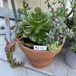 Beautiful Succulents 