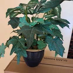 Beautiful Silk Plant 