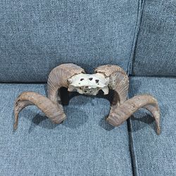 RAM SKULL AND HORNS WALL PIECE