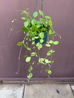 6” hoya keysii