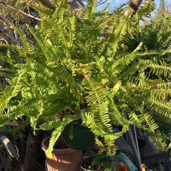 Big Potted Ferns Plants For Yard Or Patio