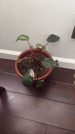 Pink princess philodendron