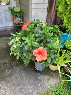 Hibiscos o tulipanes