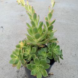 KIWIK succulents Nice Plants6.00 