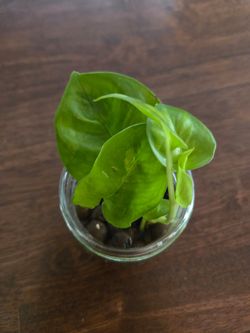 Live plant Global 💚 Green  pothos in leca