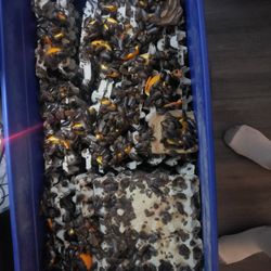 Dubia Roaches Colony Very Large One So Make Me A Offer For The Conley No Low Ballers Its Over A Hundred Thousand 