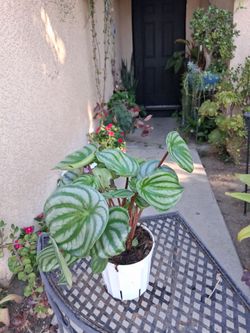 Peperomia Watermelon Plant $15