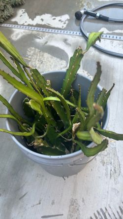 Dragon fruit