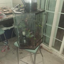 Tank For Gueckos Cresent
