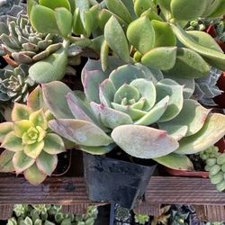 Succulents Decorations 
