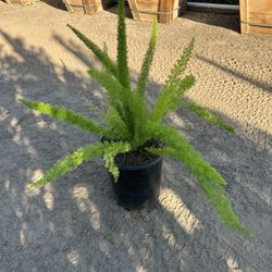 Foxtail Fern